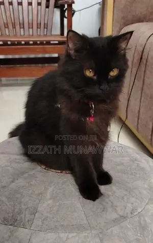 Persian Cats .