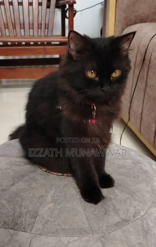 Persian Cats .