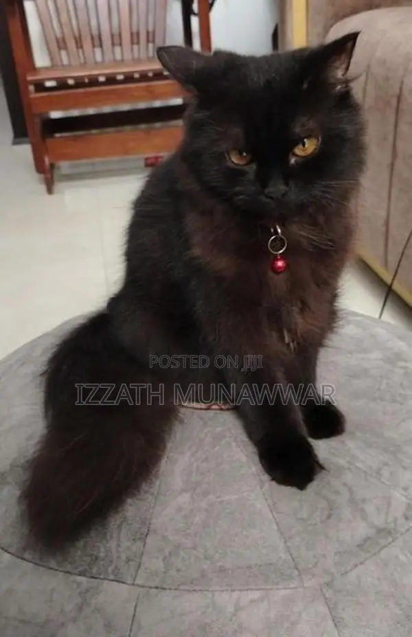 Persian Cats .