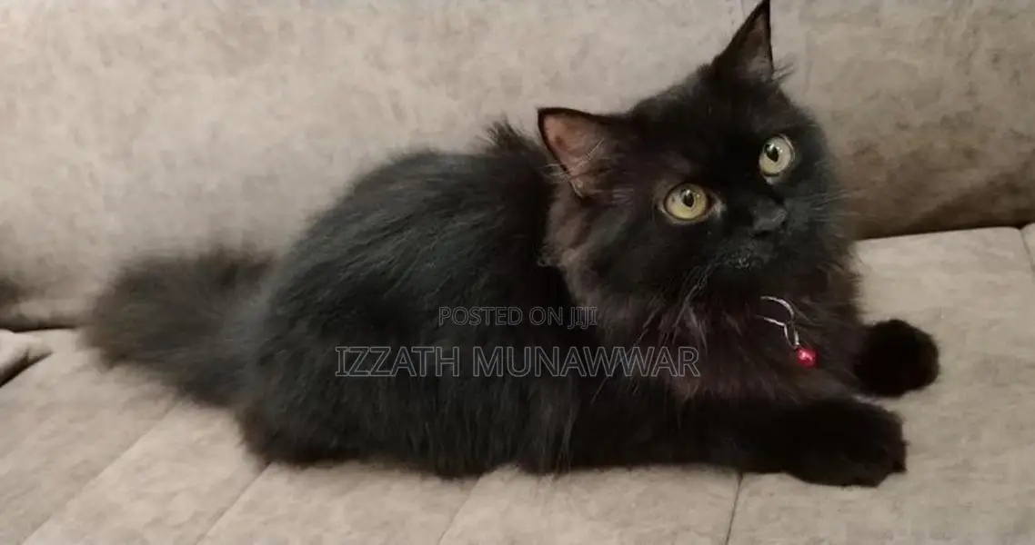 Persian Cats .