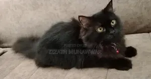 Persian Cats .
