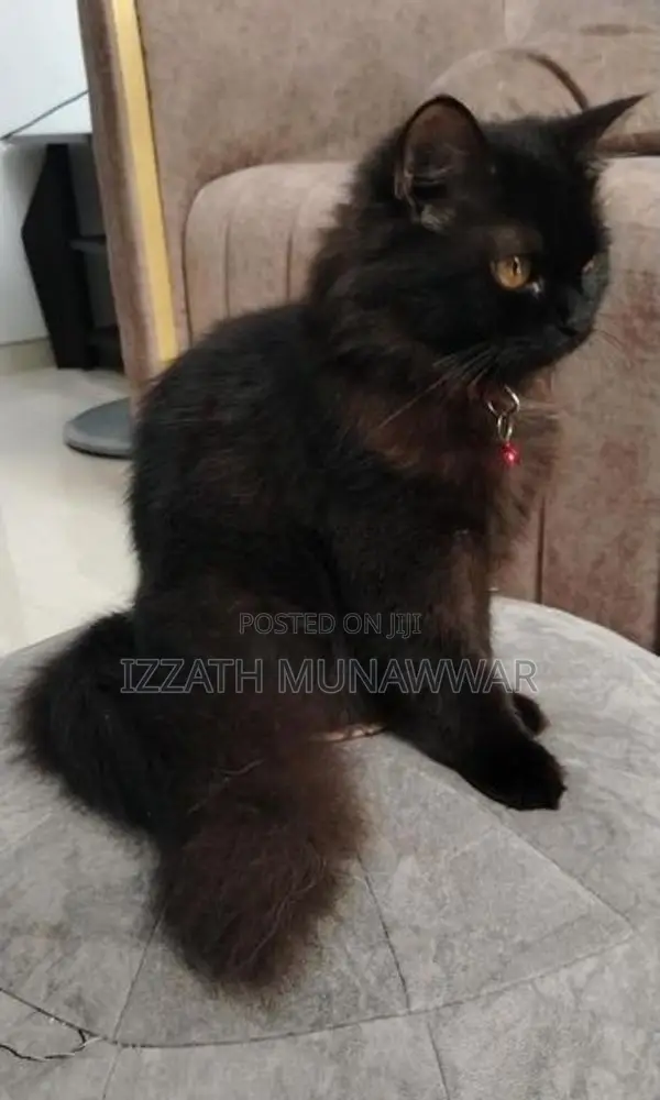 Persian Cats .