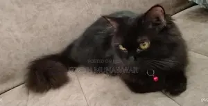 Persian Cats .