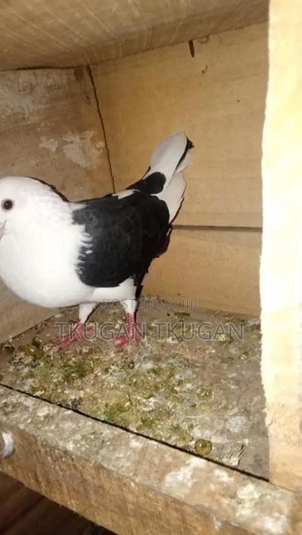 Pigeon