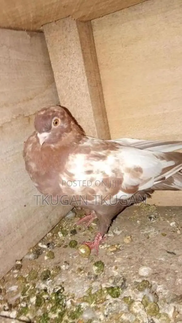 Pigeon