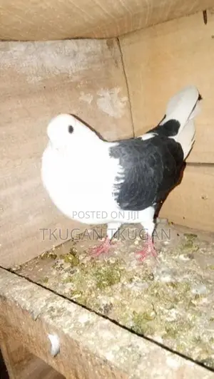Pigeon