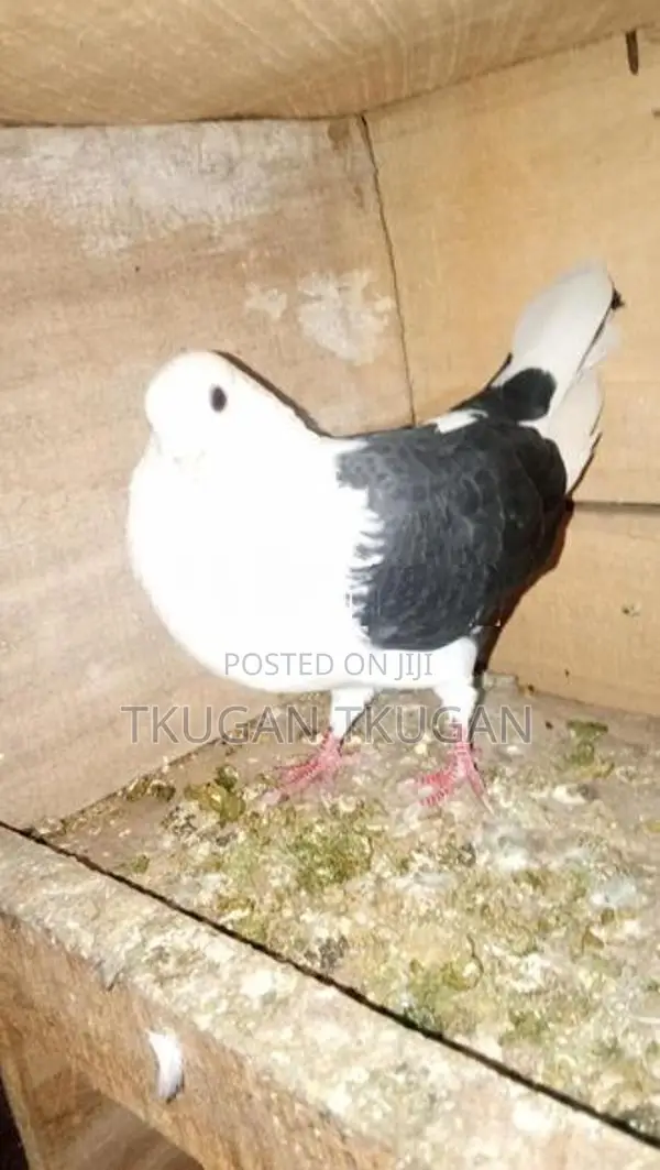 Pigeon