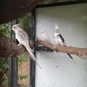 Cocktail Birds