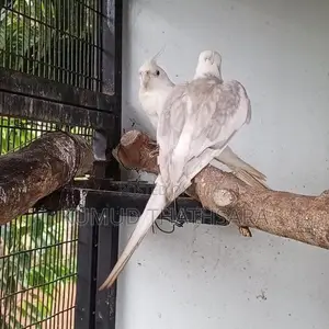 Cocktail Birds