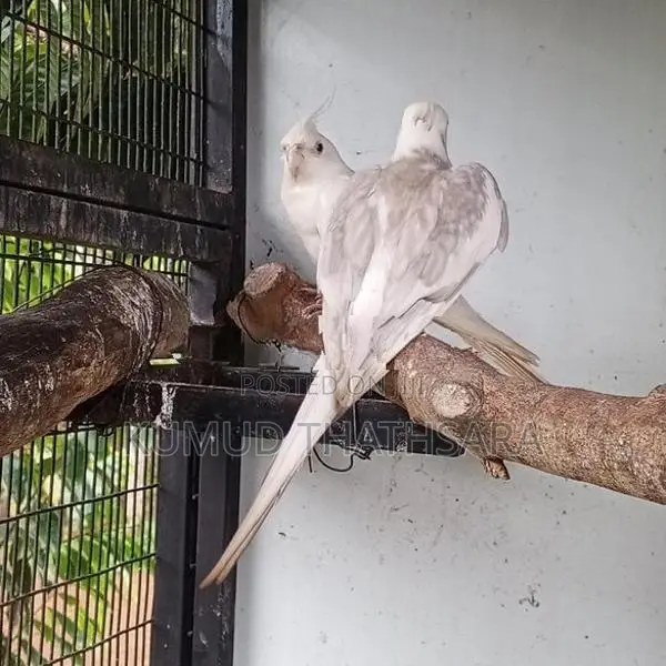 Cocktail Birds