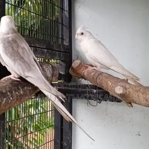 Cocktail Birds