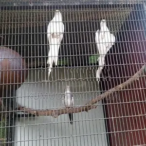 Cocktail Birds