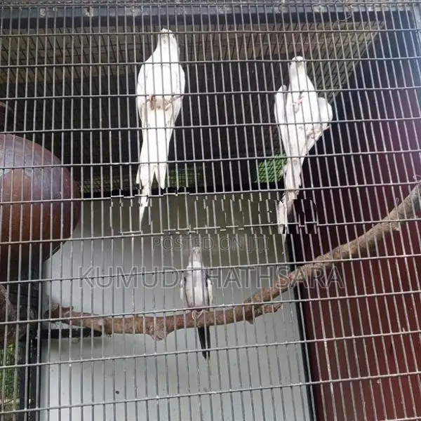 Cocktail Birds