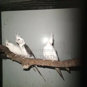 Cocktail Birds