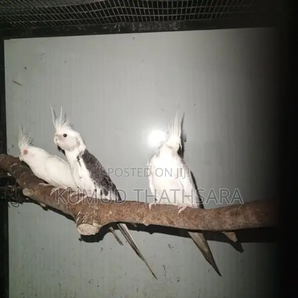 Cocktail Birds