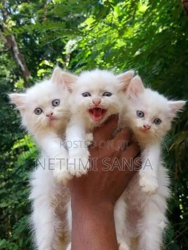 Persian Cat