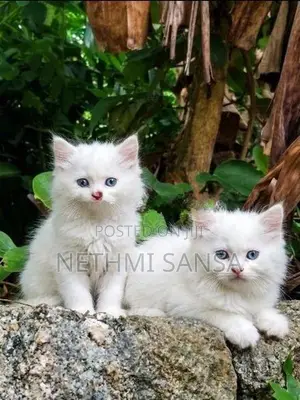 Persian Cat