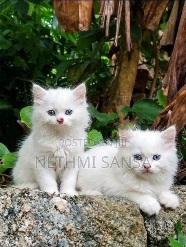 Persian Cat