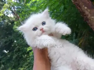 Persian Cat