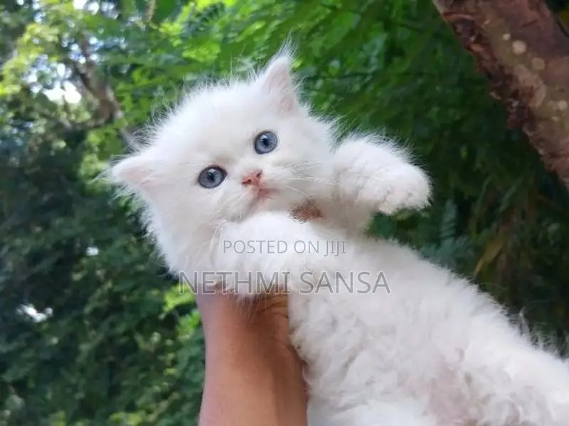 Persian Cat