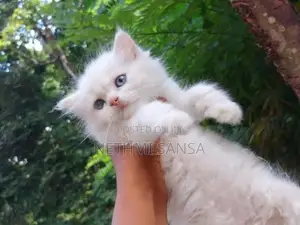 Persian Cat