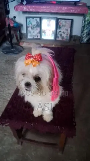 Shih Tzu Dog