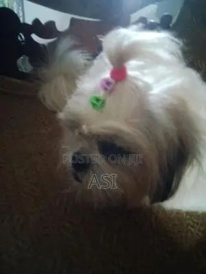 Shih Tzu Dog