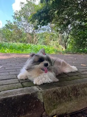 Shih Tzu Dog