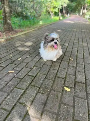 Shih Tzu Dog