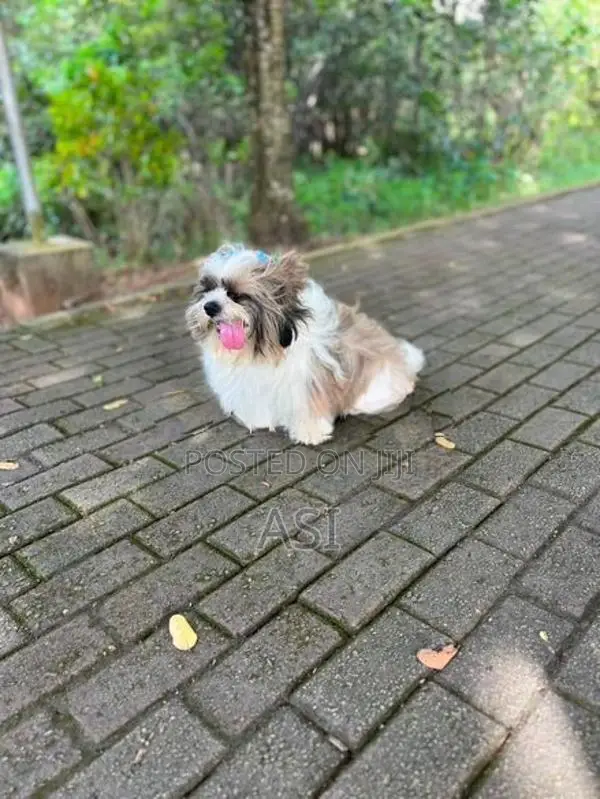 Shih Tzu Dog