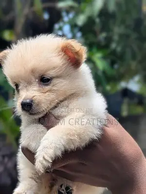 Pomeranian Puppies