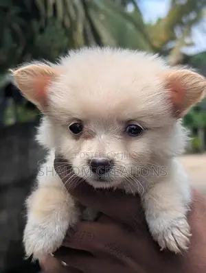 Pomeranian Puppies