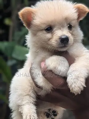 Pomeranian Puppies