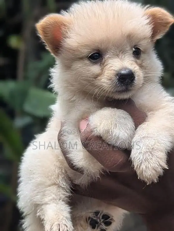 Pomeranian Puppies