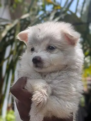 Pomeranian Puppies