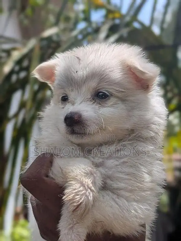 Pomeranian Puppies
