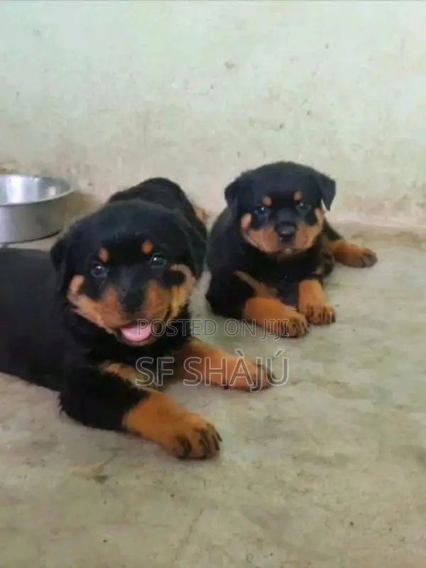 Rottweiler Puppies