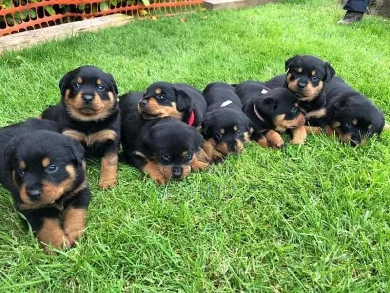 Rottweiler Puppies