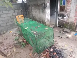 முயல் கூடு