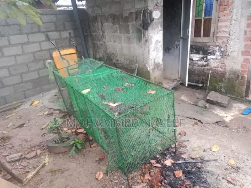 முயல் கூடு