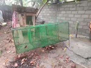 முயல் கூடு