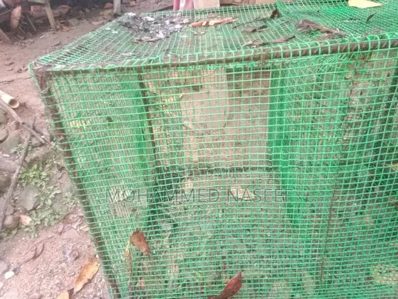 முயல் கூடு