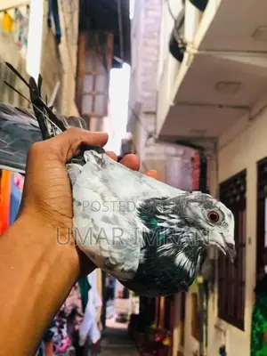 Pigeons