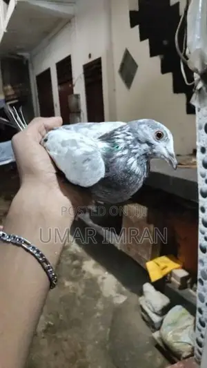 Pigeons