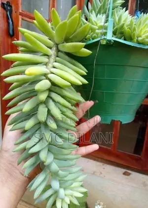 Indoor Plants