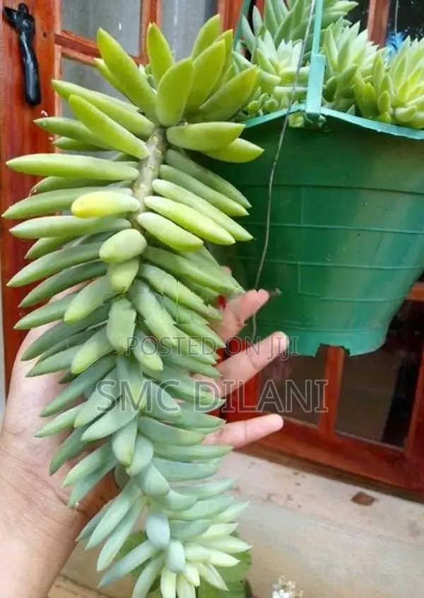 Indoor Plants