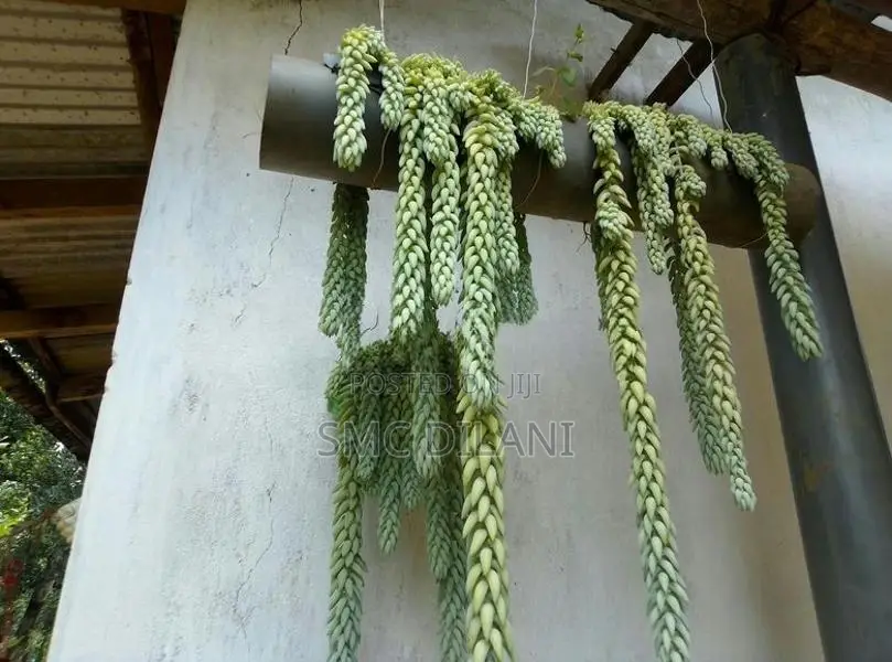 Indoor Plants