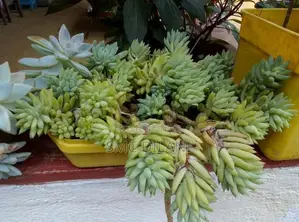 Indoor Plants