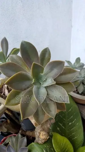 Indoor Plants