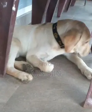 Labrador Puppy
